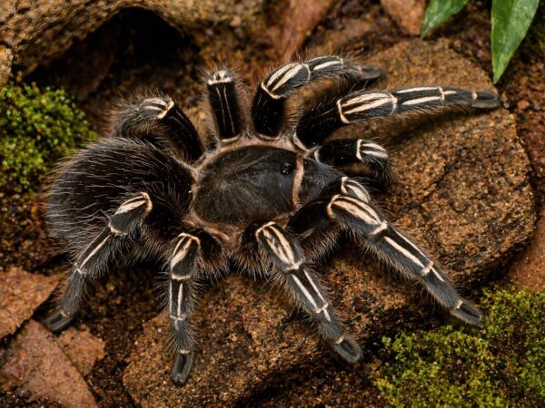 Aphonopelma seemanni (Guatemala-Vogelspinne)