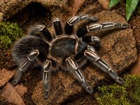 Aphonopelma seemanni (Guatemala-Vogelspinne)