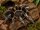 Aphonopelma seemanni (Guatemala-Vogelspinne)