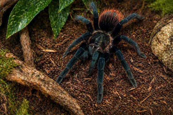 Brachypelma vagans (Schwarzrote Vogelspinne)
