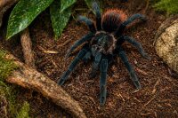 Brachypelma vagans (Schwarzrote Vogelspinne)
