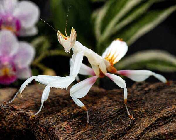 Hymenopus coronatus (Orchideenmantis)
