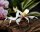 Hymenopus coronatus (Orchideenmantis)