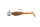 Fox Rage Micro Fry Mixed UV Colour Pack LOADED