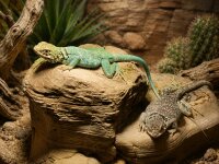 Crotaphytus collaris – Halsbandleguan NZ2025...
