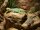 Crotaphytus collaris – Halsbandleguan NZ2025 Pärchen