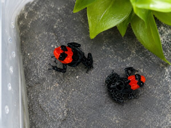 Ranitomeya benedicta (Benedikts Baumsteiger) NZ 2026