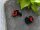 Ranitomeya benedicta (Benedikts Baumsteiger) NZ 2026