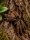 Psalmopoeus cambridgei – Trinidad Chevron Vogelspinne