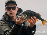 Delphin Der Vibrationsköder SpinWIN