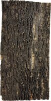 Repto Kork Platte 60 x 30cm