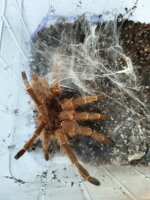 Pterinochilus murinus (Afrikanische Vogelspinne)