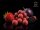 Delphin BreaX / SweetBERRY 300g - Boilie