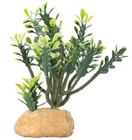 Hobby Terra Deko Euphorbia