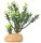 Hobby Terra Deko Euphorbia