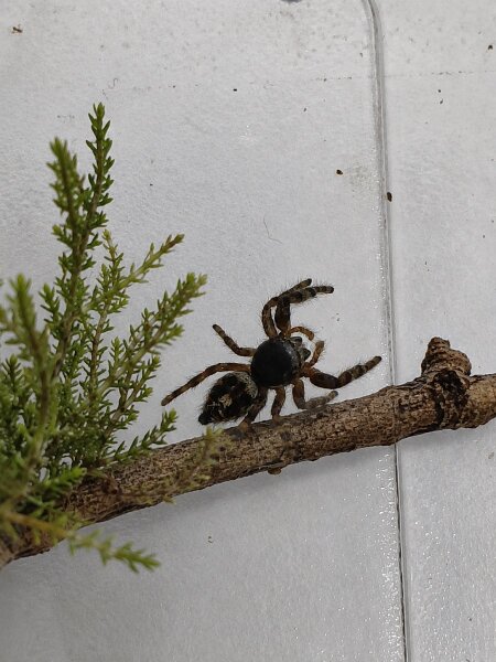 Phidippus tyrelli - Springspinne