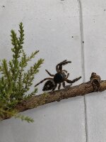 Phidippus tyrelli - Springspinne