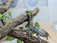 Pantherchamäleon (Furcifer paradalis) Türkis -...