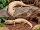 Nördlicher Blauzungenskink (Tiliqua scincoides intermedia) 1.0 NZ25