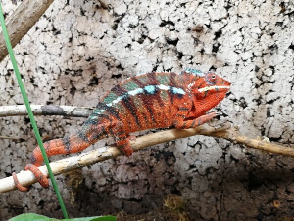 Pantherchamäleon (Furcifer paradalis) Red - 0.1 (Female) NZ 26