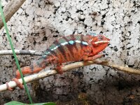 Pantherchamäleon (Furcifer paradalis) Red - 0.1...