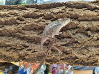 Pantherchamäleon (Furcifer paradalis) Red - 0.1 (Female) NZ 26