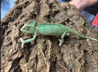 Jemenchamäleon BLAU NZ2026 (Chamaeleon calyptratus) 1.0