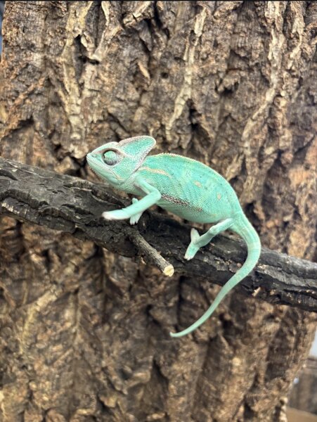 Jemenchamäleon NZ2026 (Chamaeleon calyptratus) 0.1