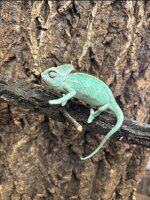 Jemenchamäleon NZ2026 (Chamaeleon calyptratus) 0.1