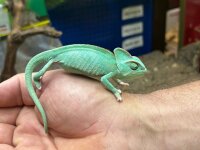 Jemenchamäleon NZ2026 (Chamaeleon calyptratus) 0.1