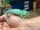 Jemenchamäleon NZ2026 (Chamaeleon calyptratus) 0.1