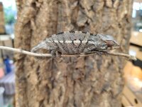 Pantherchamäleon (Furcifer paradalis) Türkis -...