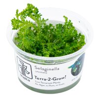 Selaginella uncinata