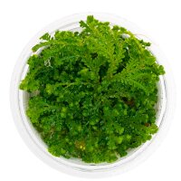 Selaginella uncinata