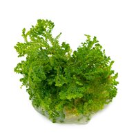 Selaginella uncinata