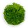 Selaginella uncinata