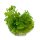 Selaginella uncinata
