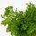 Selaginella uncinata