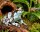 Amazonas Milchfrosch(Trachycephalus resinifictrix)