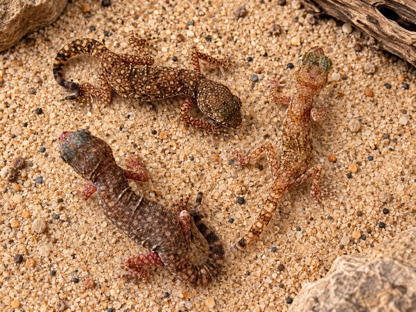 Ägyptischer Krallengecko (Stenodactylus sthenodactylus)