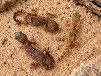 Ägyptischer Krallengecko (Stenodactylus sthenodactylus)
