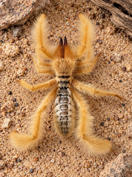 Kamelspinne (Solifugae)
