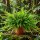 Nephrolepis – Schwertfarn für Zimmer und Terrarium