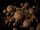 Delphin BreaX Balancierte Boilies/MonstaFISH