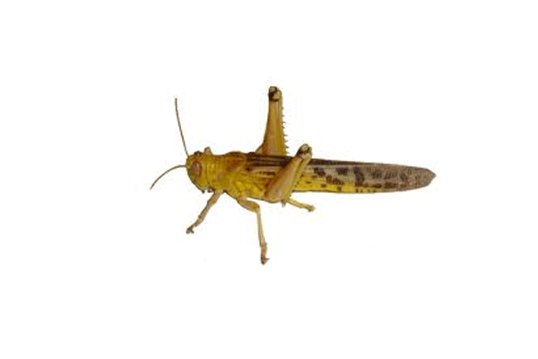 Wüstenheuschrecken Adult 50Stk