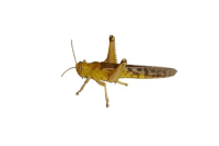 Wüstenheuschrecken Subadult 100Stk