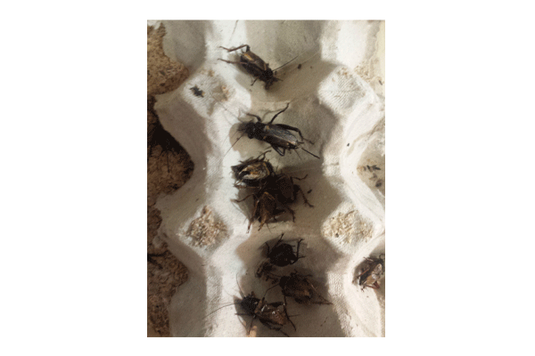 Steppengrillen Groß Dose