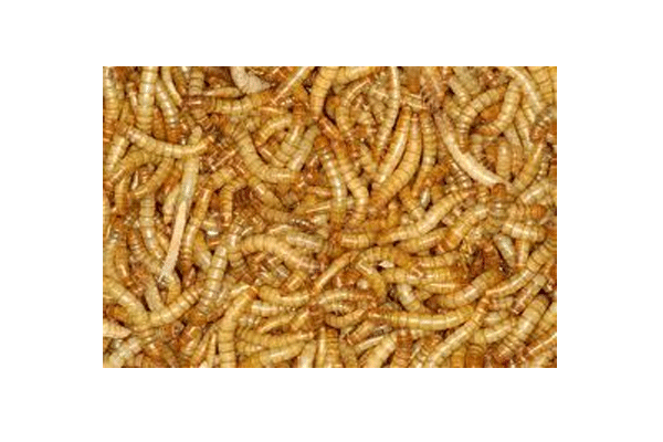 Mehlwürmer 1/2kg