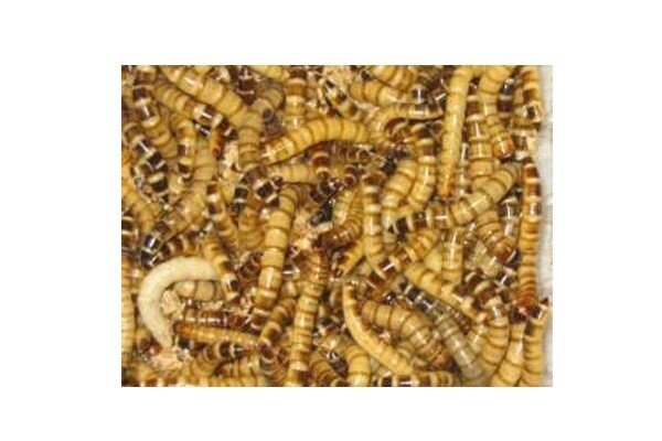 Zophobas Dose ca. 50g