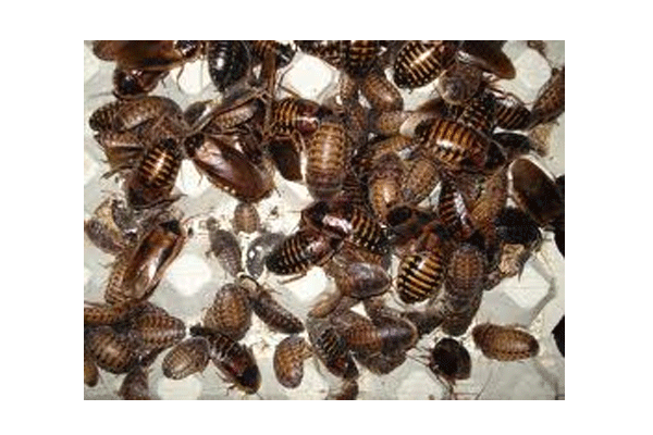 Argentinische Schaben Adult 50Stk